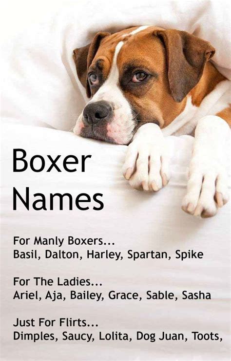 female boxer dog names unique|names for female boxer dogs.